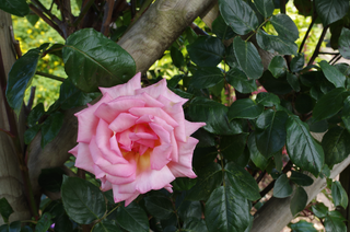 Catcott summer gardens