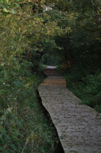 Boardwalk at Catcott reserve
