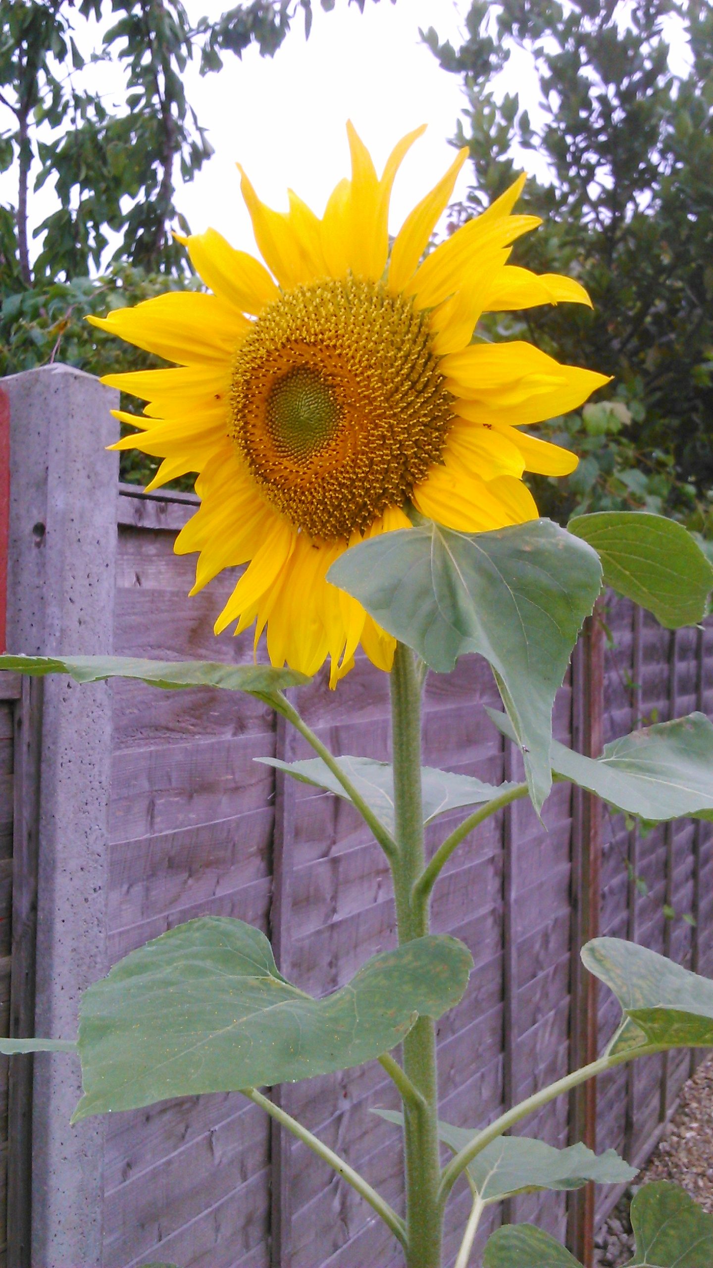 Sunflower