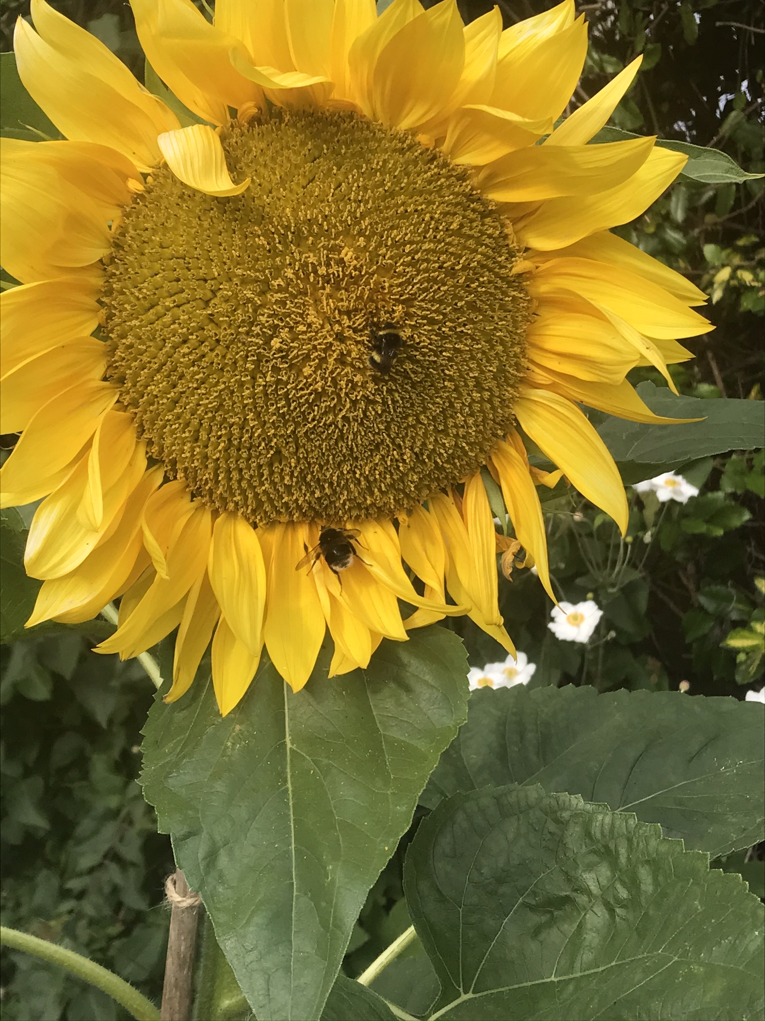 A sunflower with bees