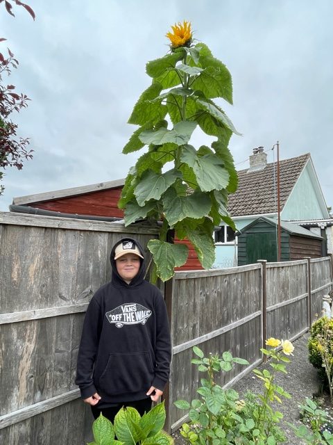 The Hoopers second placed sunflower