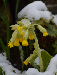 Photo of Cowslips in the snow