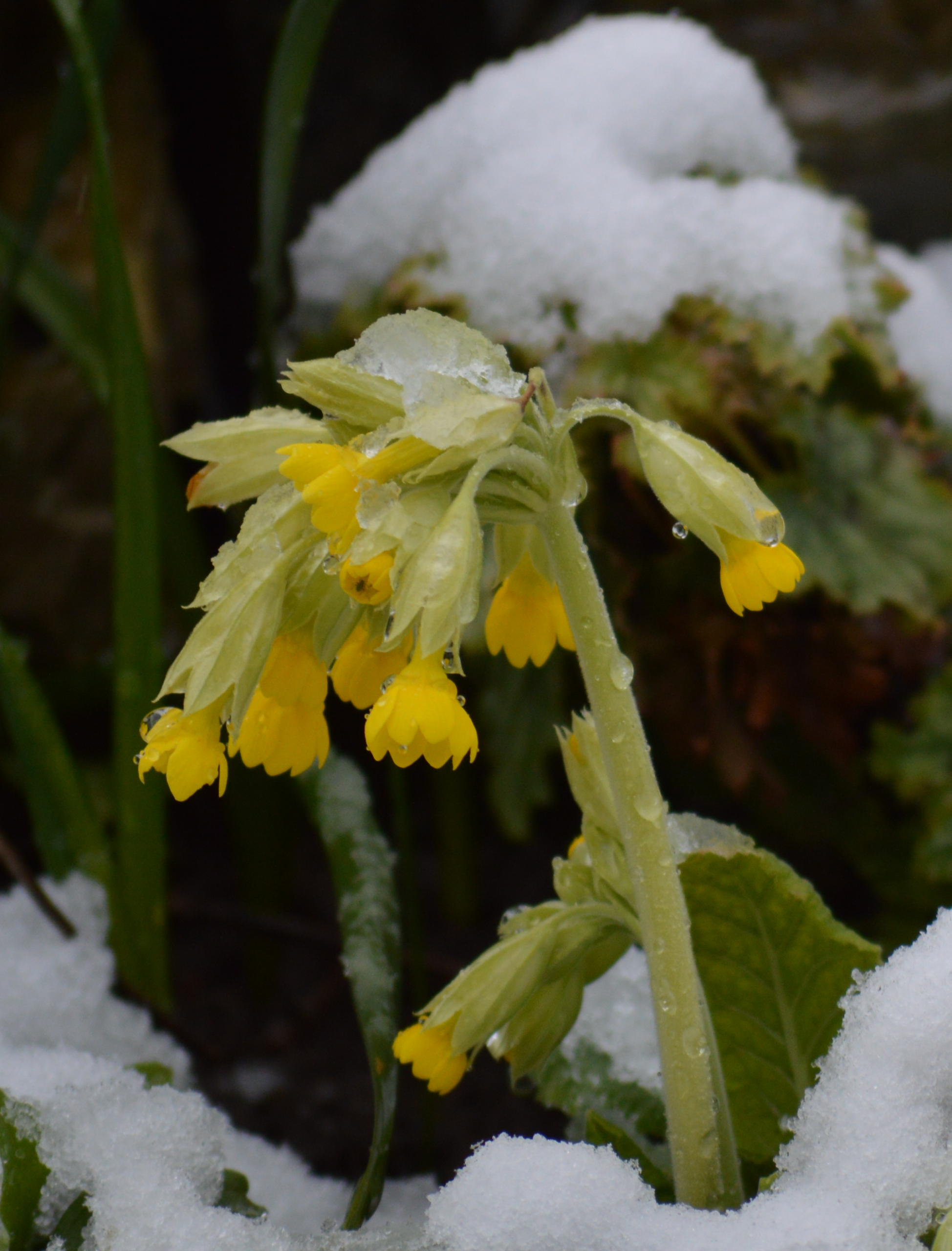 Photo of Cowslips in the snow